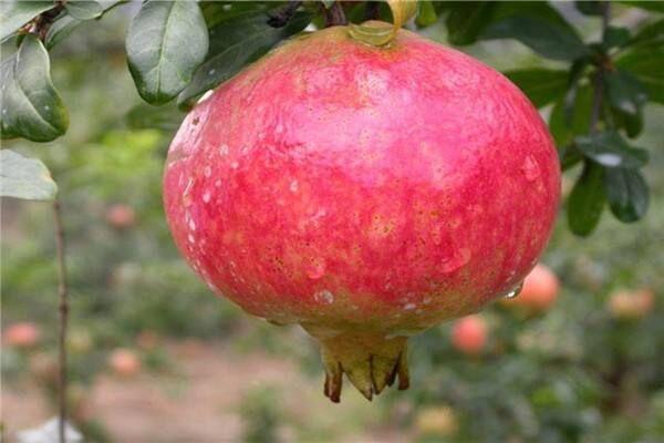 突尼斯软籽石榴树苗