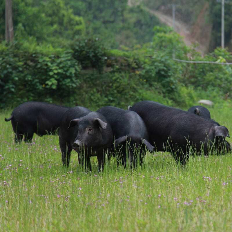 黑土猪 200-300斤