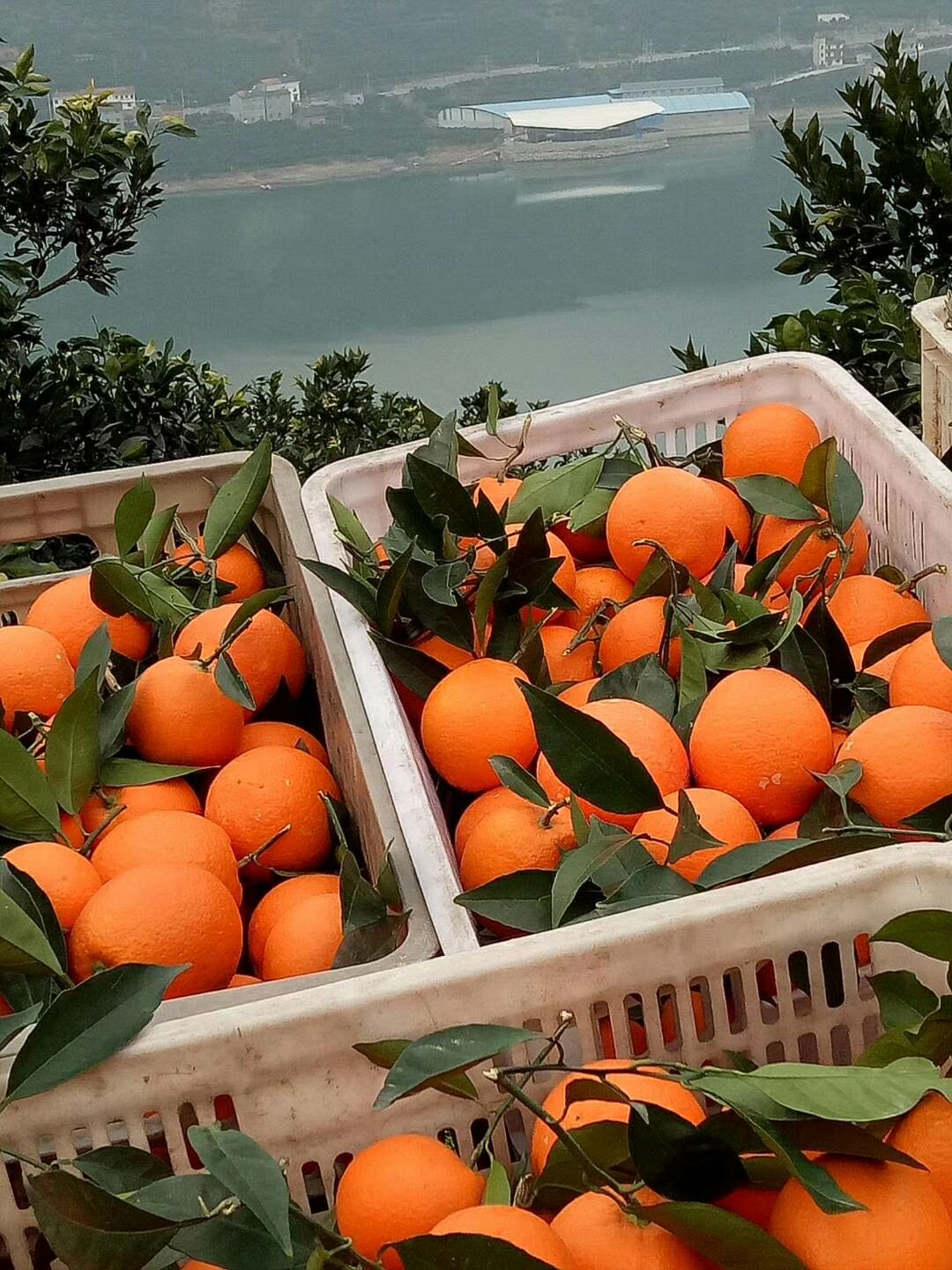 惠农网 橙子 秭归脐橙 70-75mm 4-8两 手机预览 湖北宜昌脐橙9