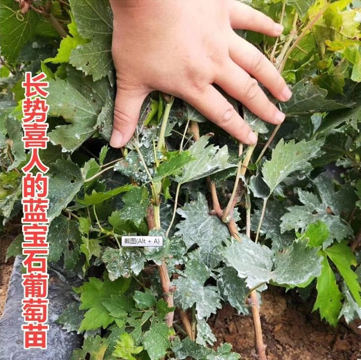 蓝宝石葡萄苗