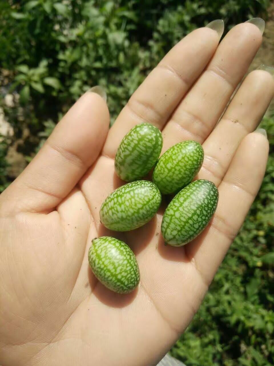 拇指西瓜种籽 拇指西瓜种子 迷你西瓜种子四季小西瓜种籽佩普基