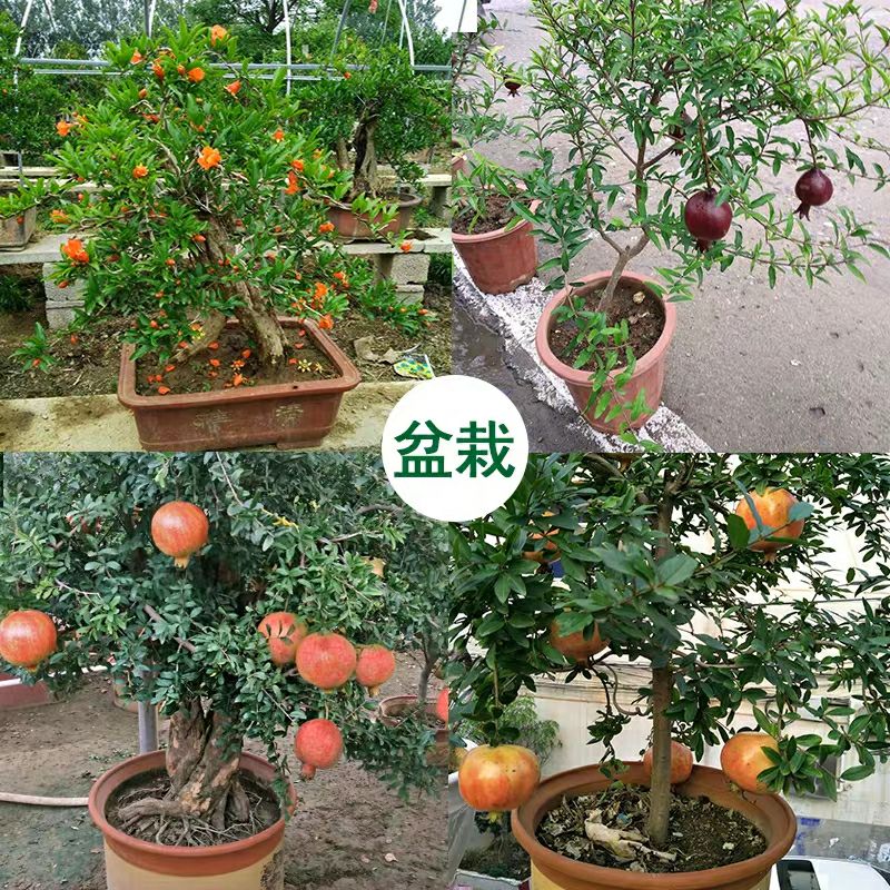 突尼斯软籽石榴树苗