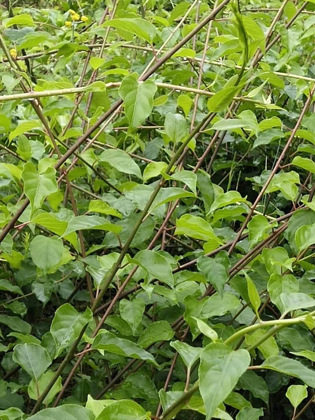 水杨桃砧木嫁接苗实生苗