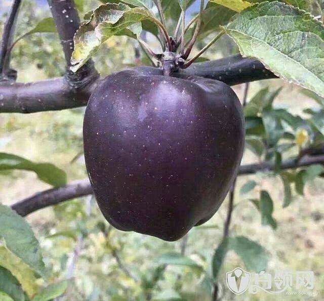 黑钻苹果树苗 0.5~1米