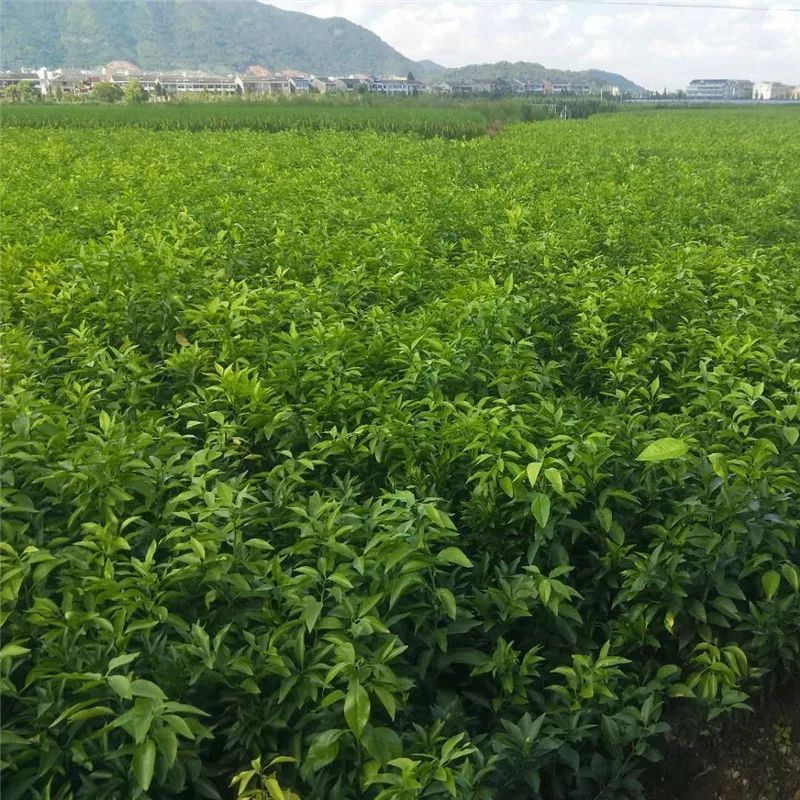 甘平柑橘苗 嫁接苗 0.5~1米