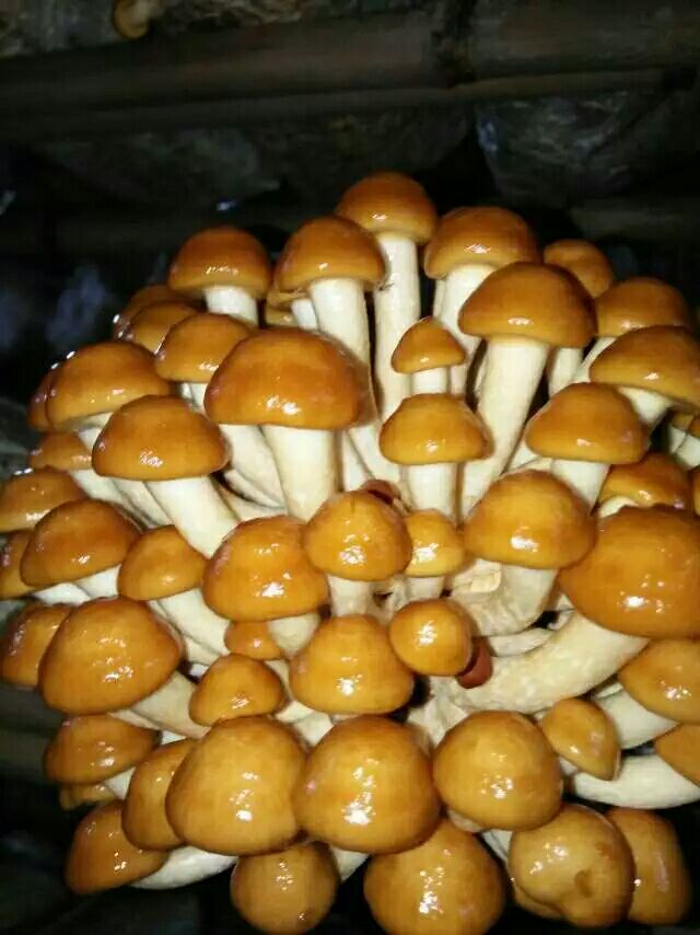 滑子菇 人工种植 鲜货