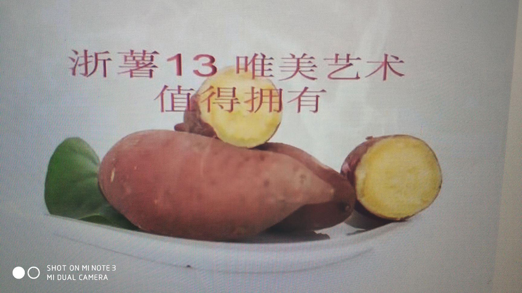 浙薯13红薯 3两~6两 红皮