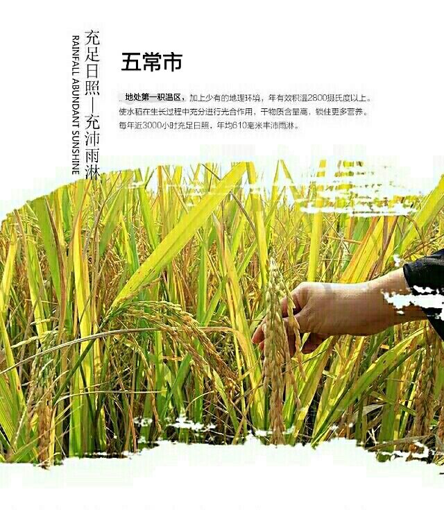 《臻河水》商标是五常市尚粮水稻种植专业合作社的大米商标