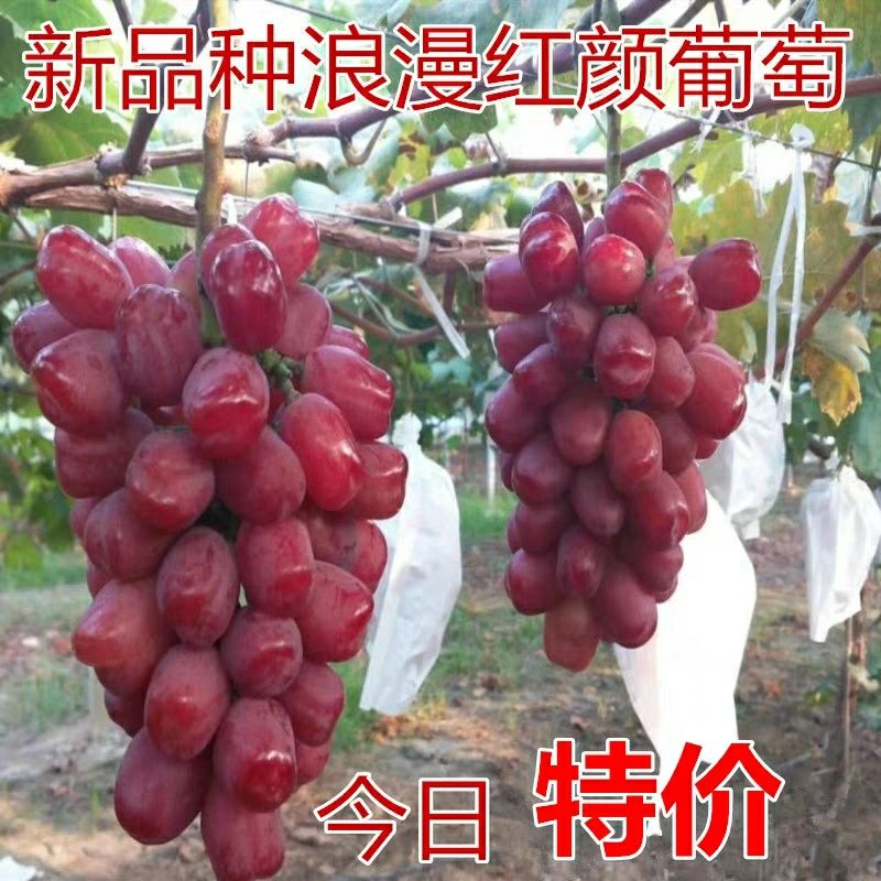 浪漫红颜葡萄苗
