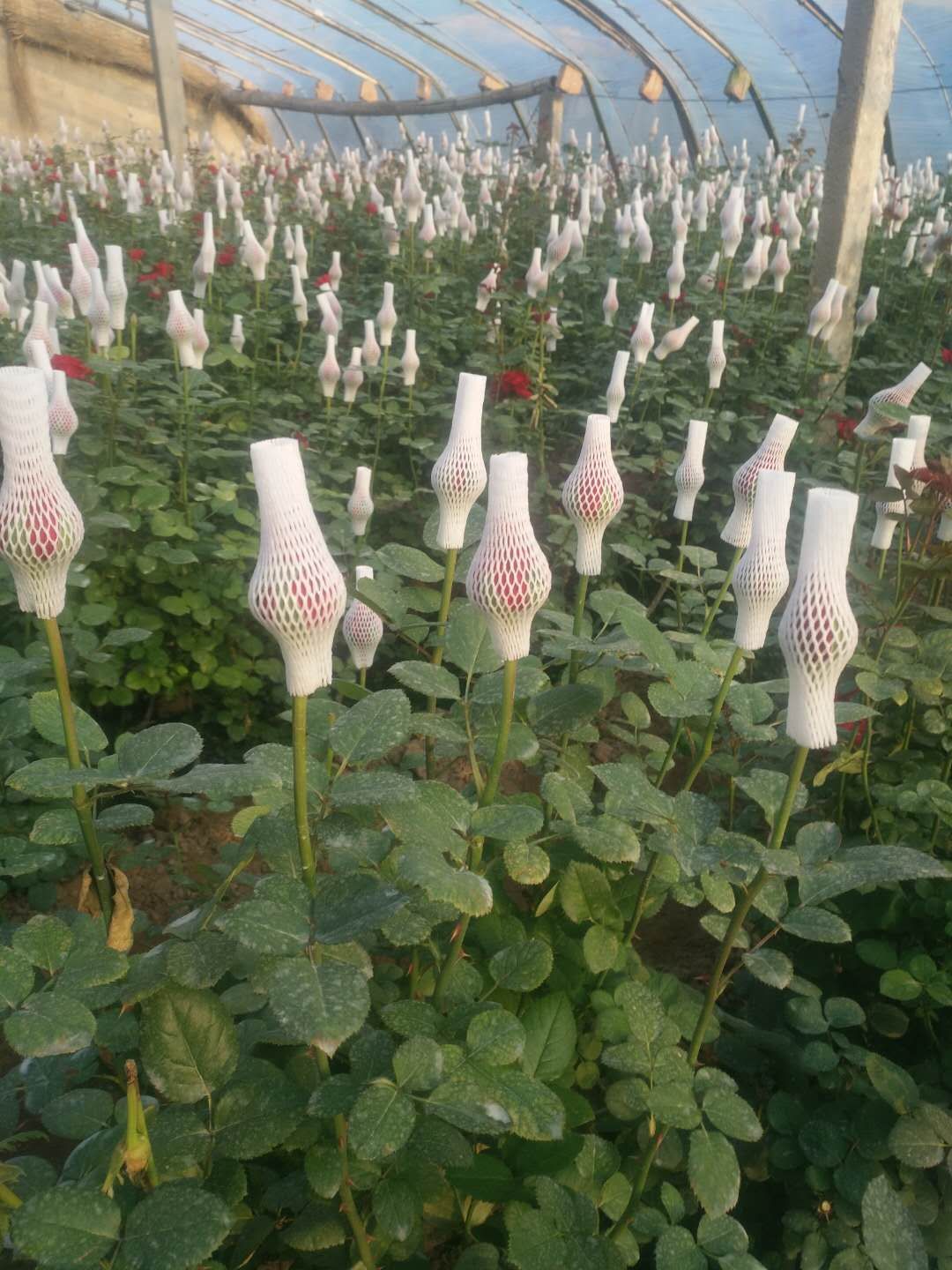 朱亚东 山东省烟台市莱州市 1月前 食用玫瑰丰花一号  大颗苗食用玫瑰