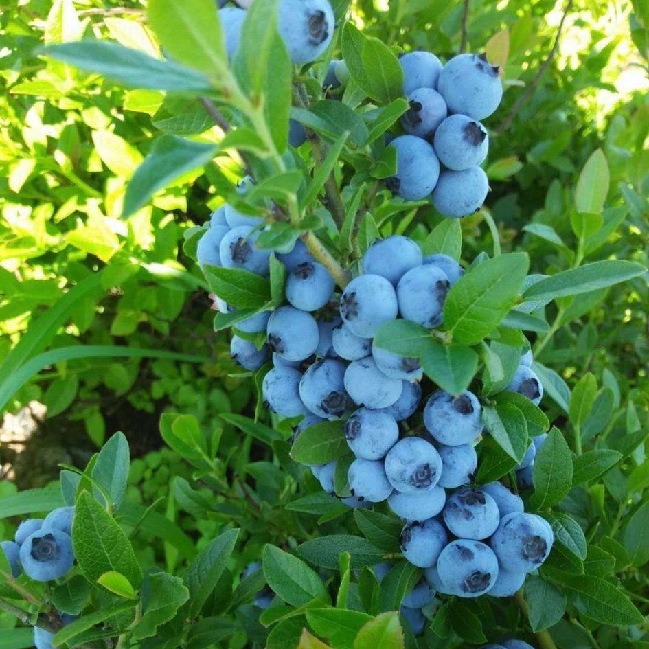 黑龙江省黑河市孙吴县矮丛蓝莓 6 - 8mm以上 冻果