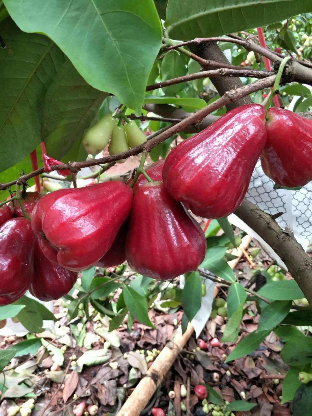 黑金刚莲雾 7-9cm