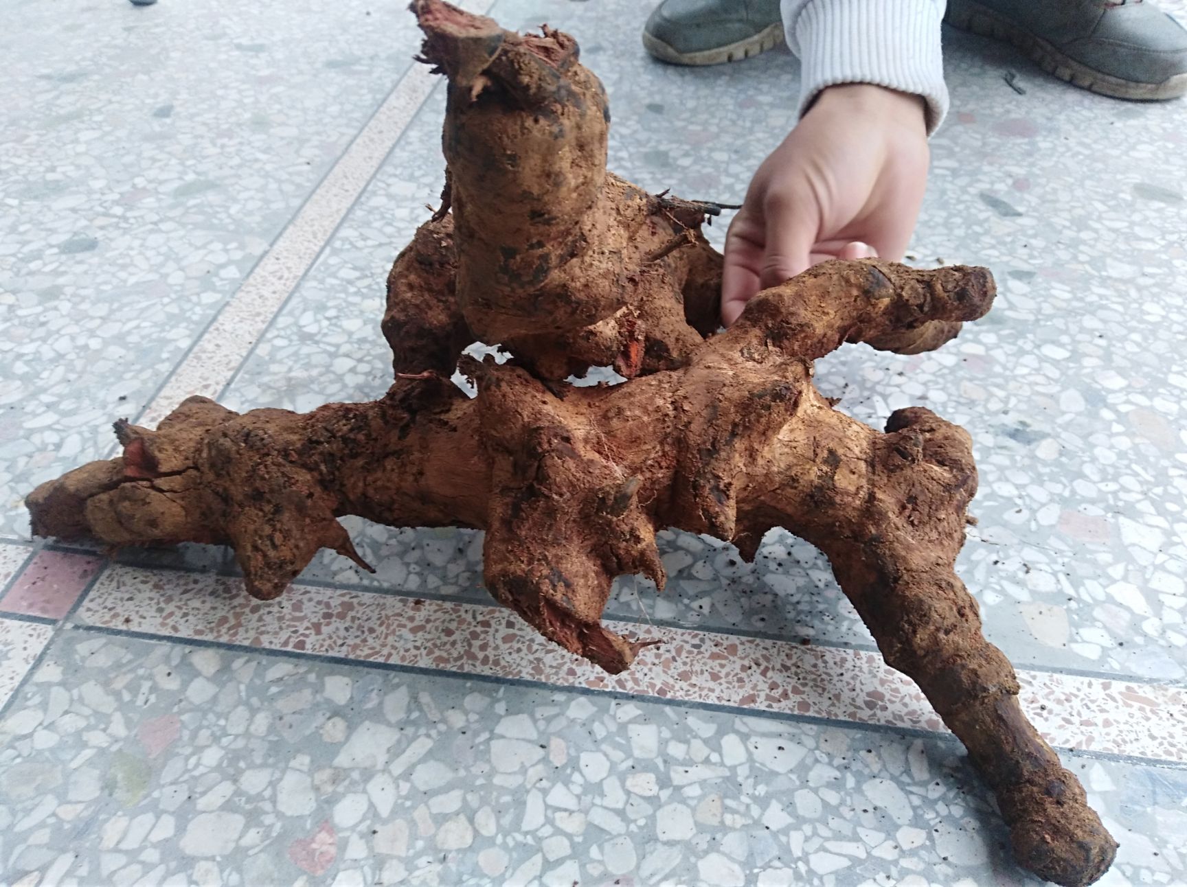 菝葜*生中药材金刚藤