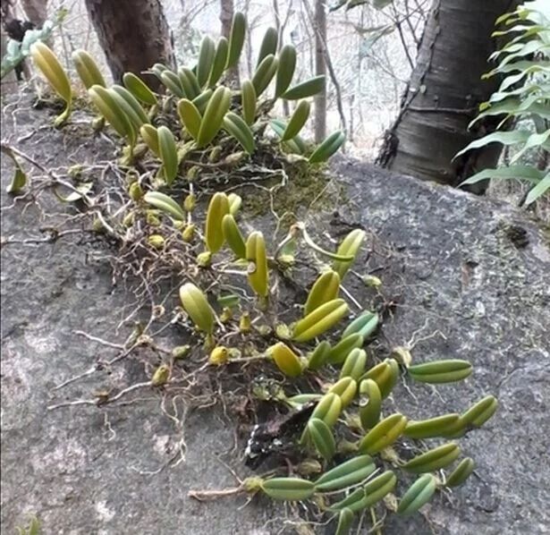 石橄榄