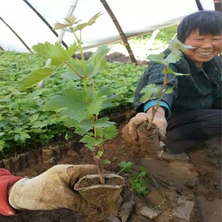 冰葡萄苗
