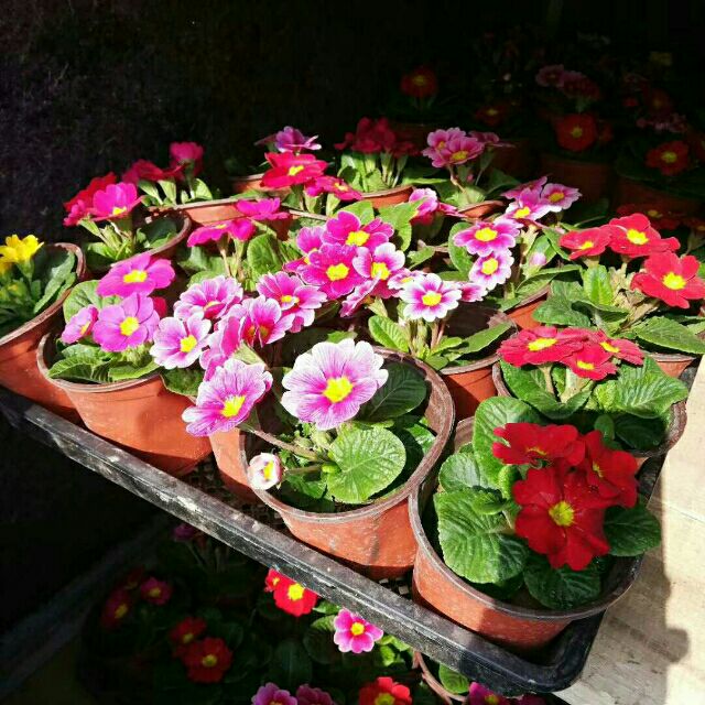 报春花种子