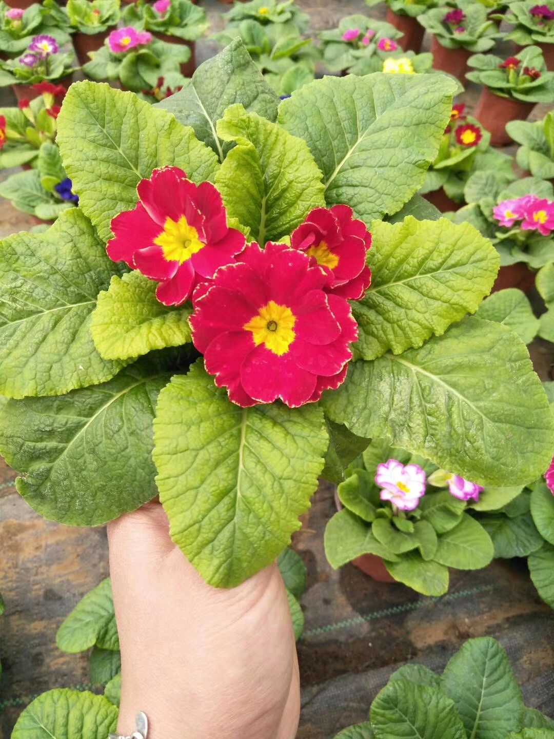 报春花种子