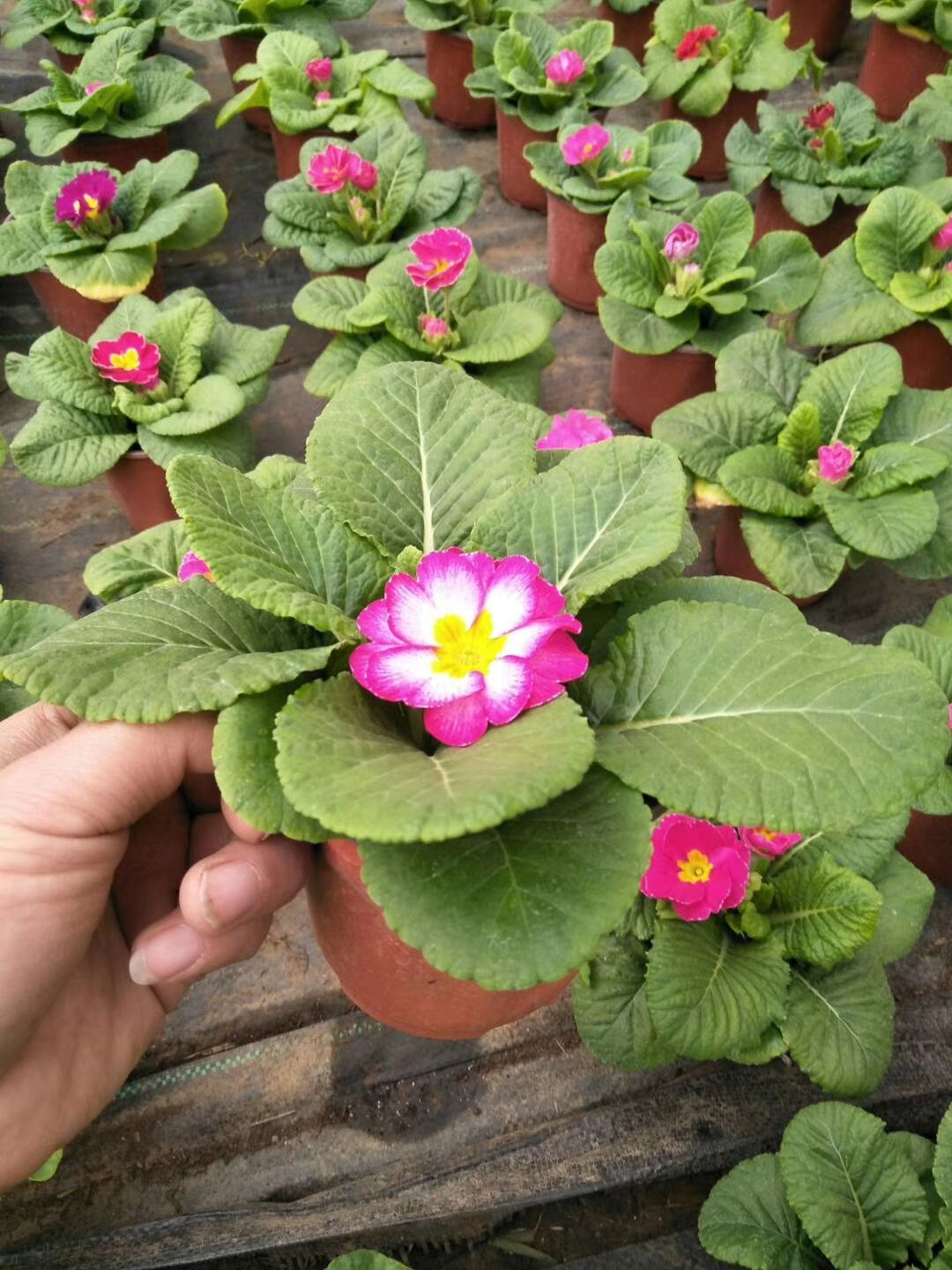 报春花种子