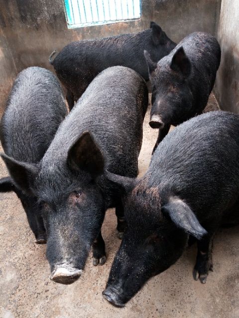 黑山猪 统货 300斤以上