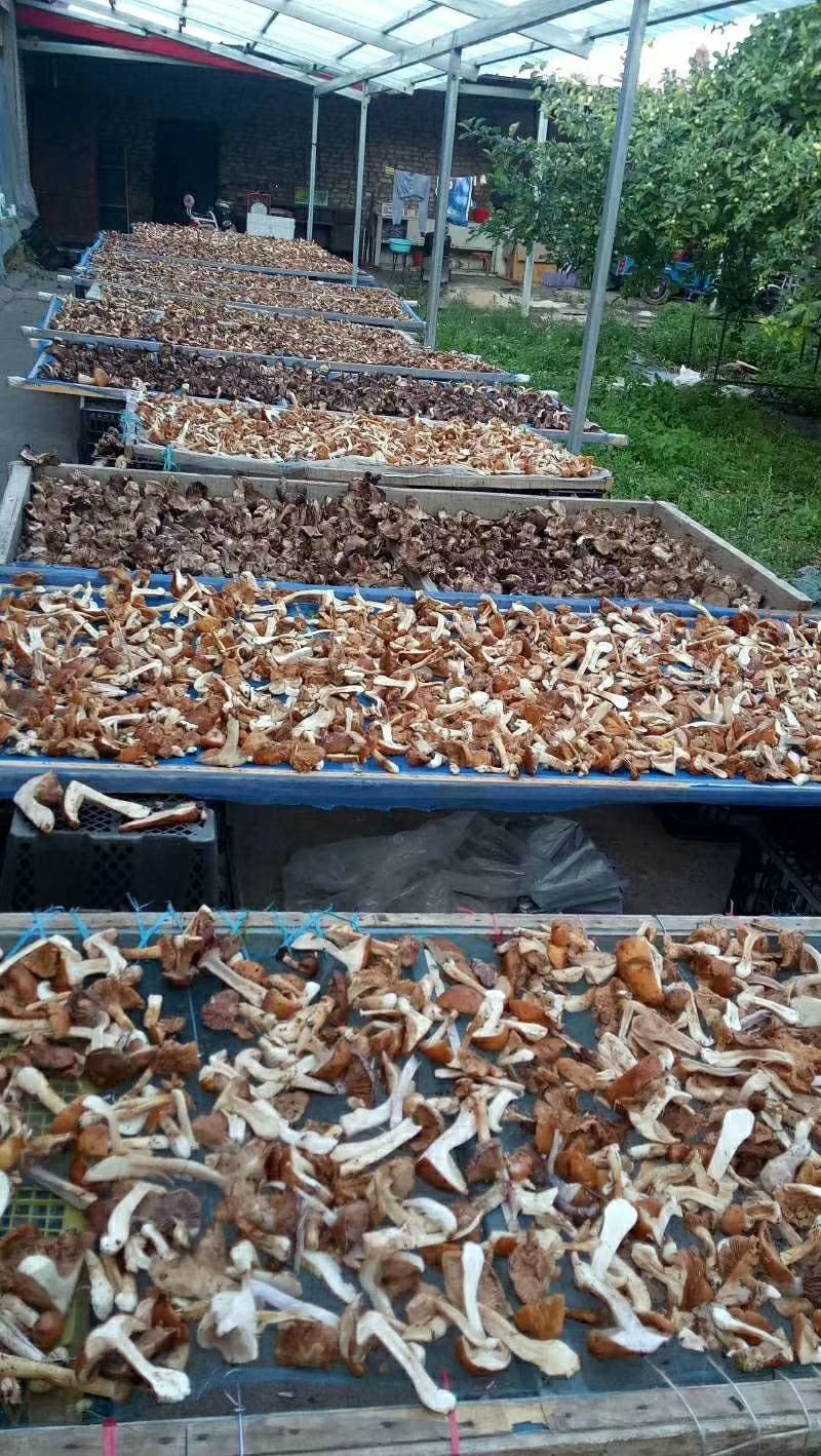 干银盘蘑菇 散装 1年以上