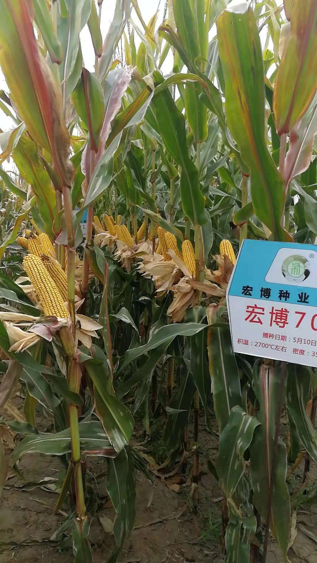 惠农网 玉米种子 宏博701 常规种 ≥90% 约6.0斤/袋 手机预览