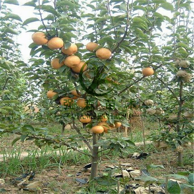秋月梨树苗 种植基地直销包结果