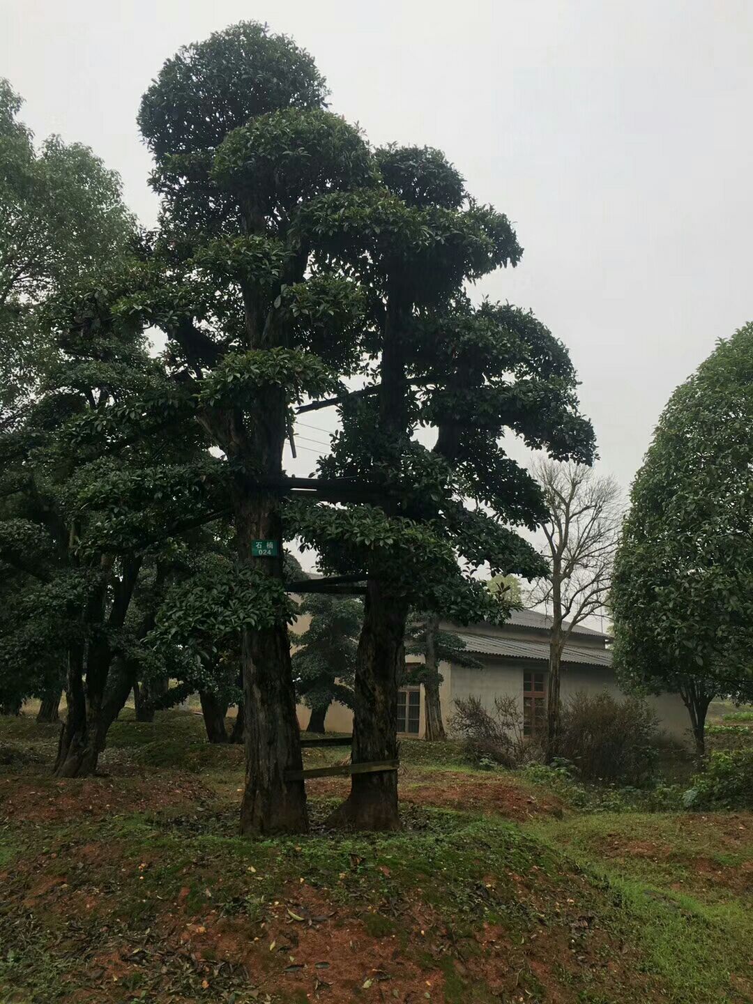 椤木石楠