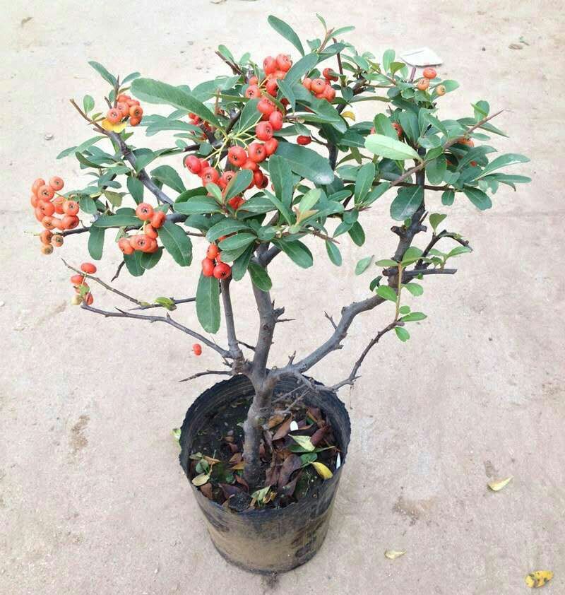 富贵子