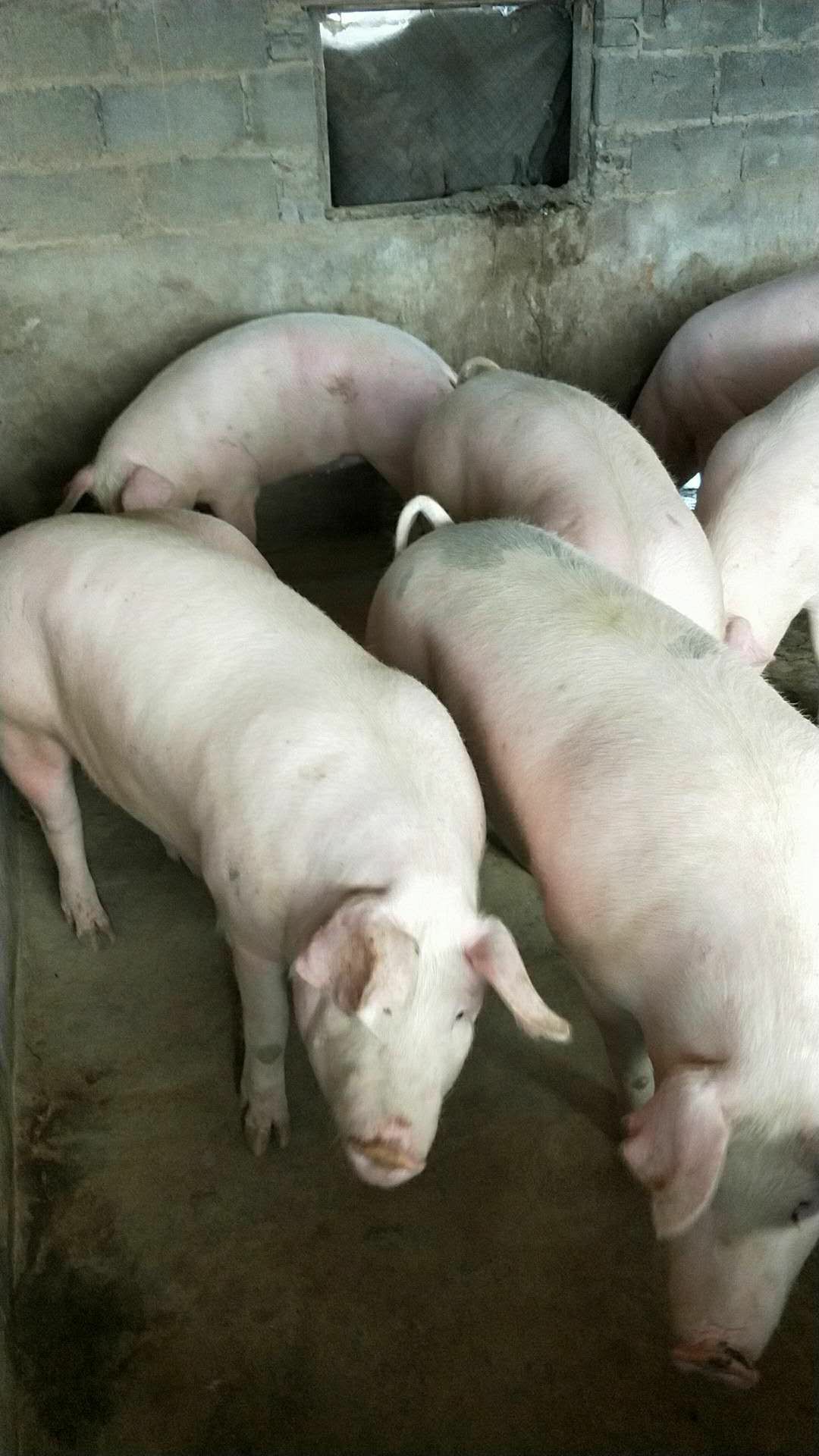 土白猪 300斤以上