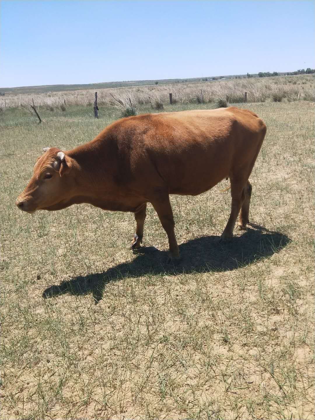 草原红牛 400-600斤 公牛