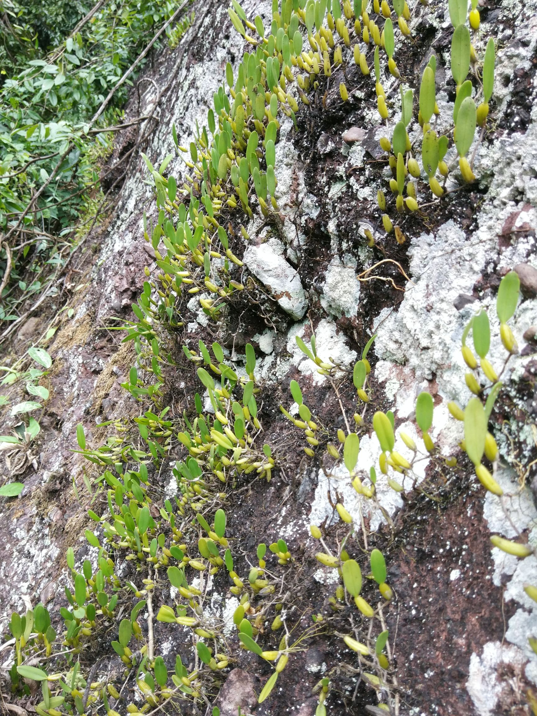 野生石仙桃 湿