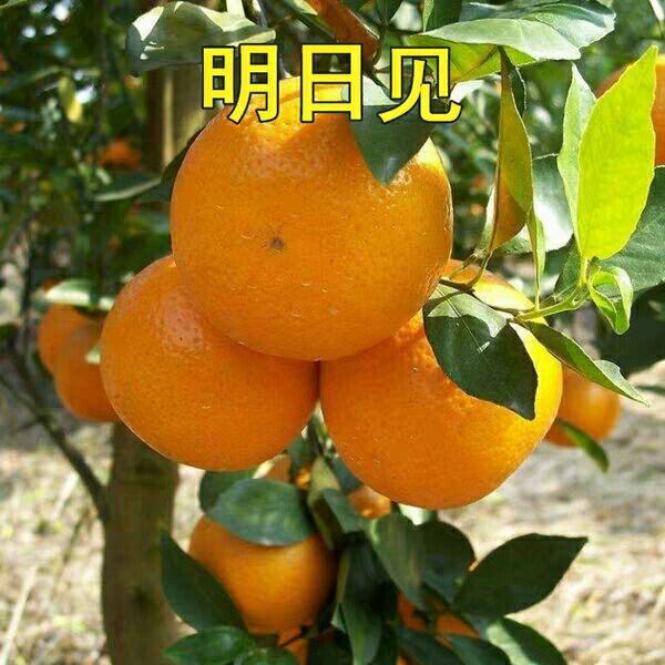 明日见柑橘苗 ,包品种,包质量,免费后期指导