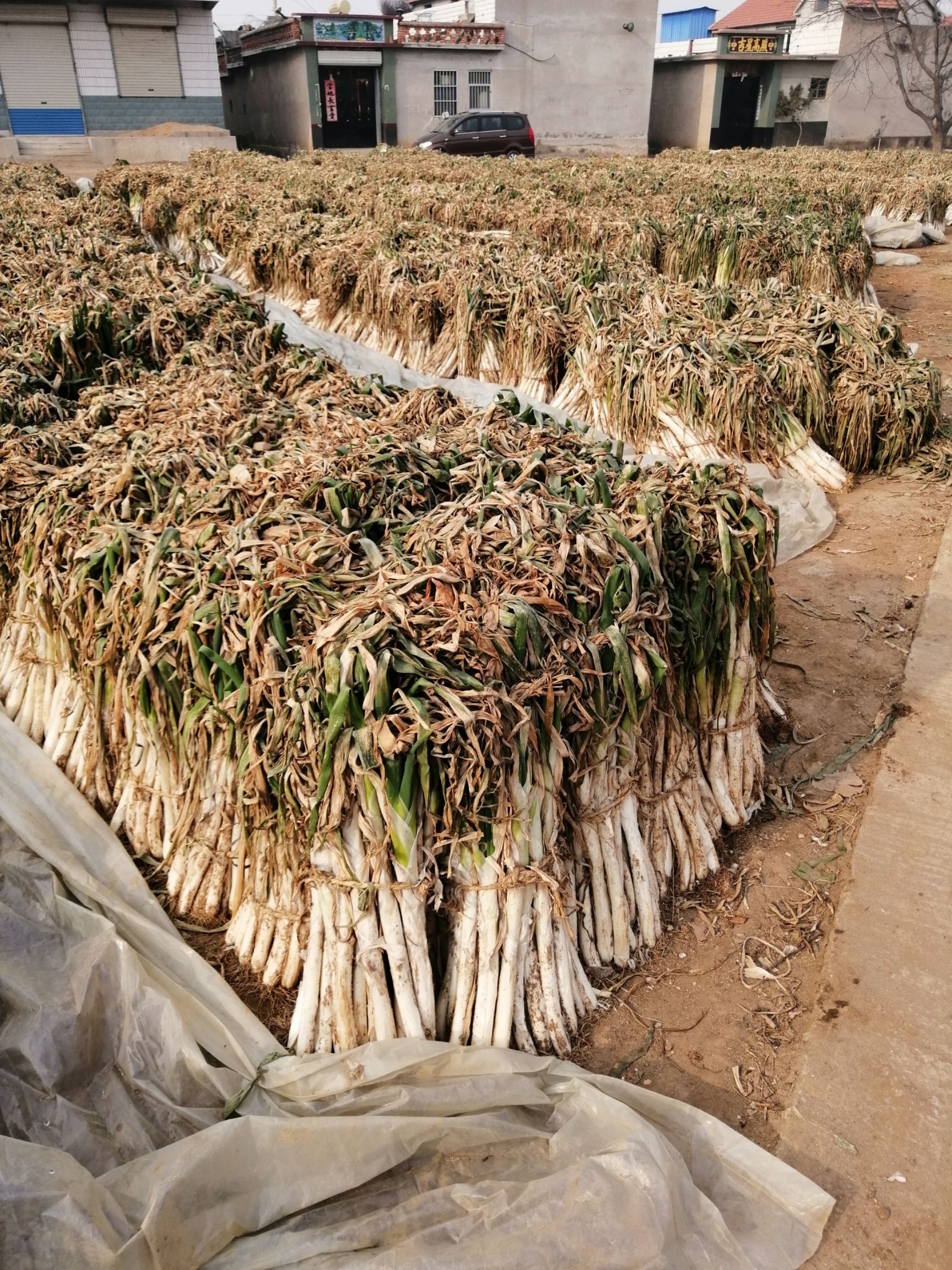 长白大葱 毛葱 30~50cm 干葱