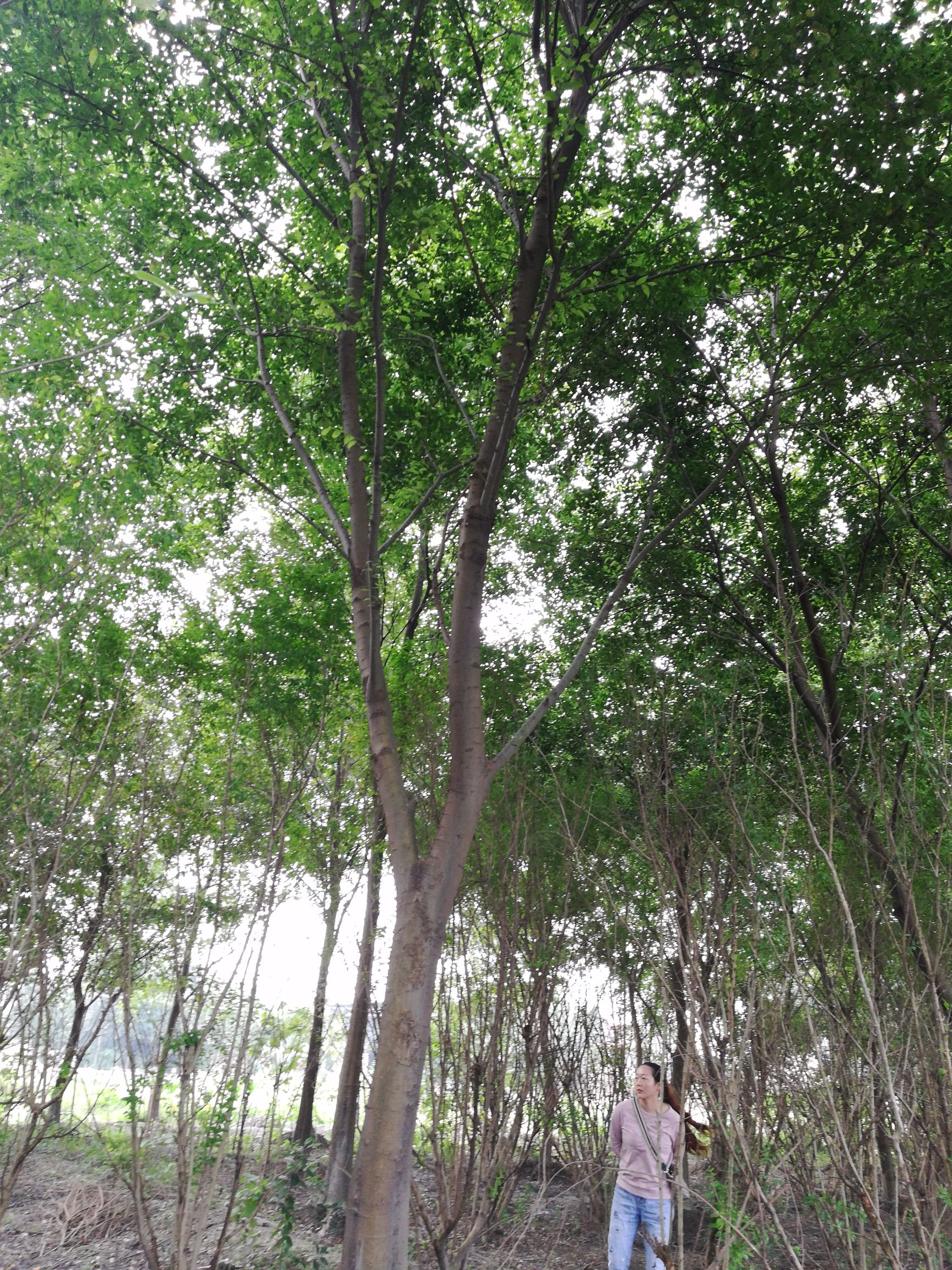 小叶朴 朴树