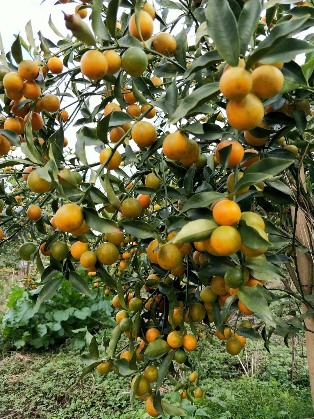 脆蜜金桔 4-5cm 2-3两