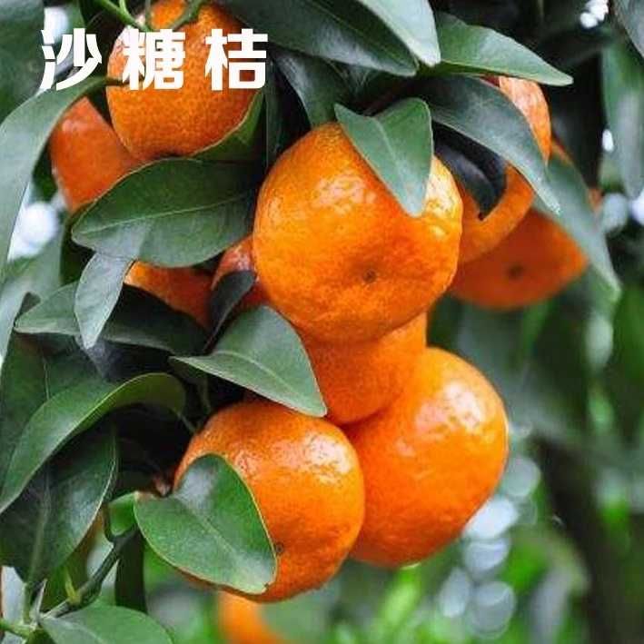 沙糖桔苗 嫁接苗 0.5~1米