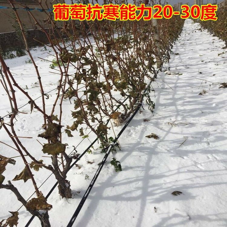 冰葡萄苗
