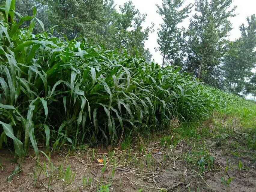 墨西哥玉米草种子 养牛羊首选牧草产量高