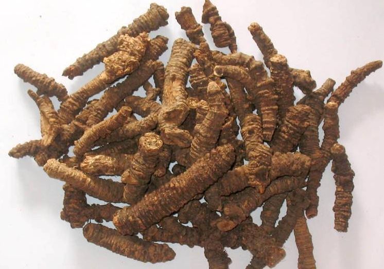 【羌活批发】羌活 价格220元\/斤 2000斤起批