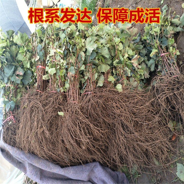 冰葡萄苗