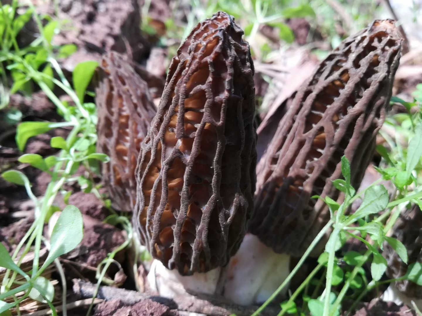 羊肚菌鲜货3cm6cm尖顶灰黑色人工种植