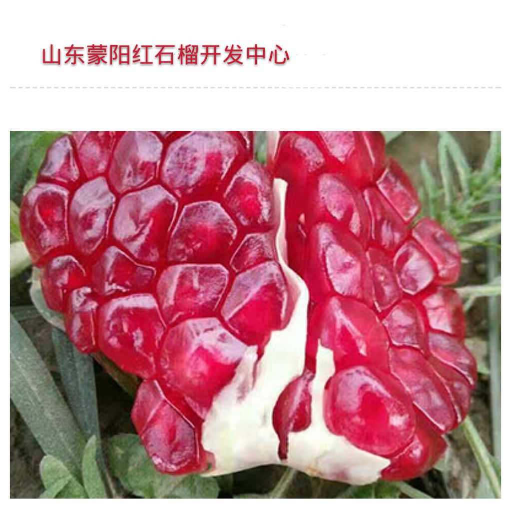 蒙阳红石榴苗