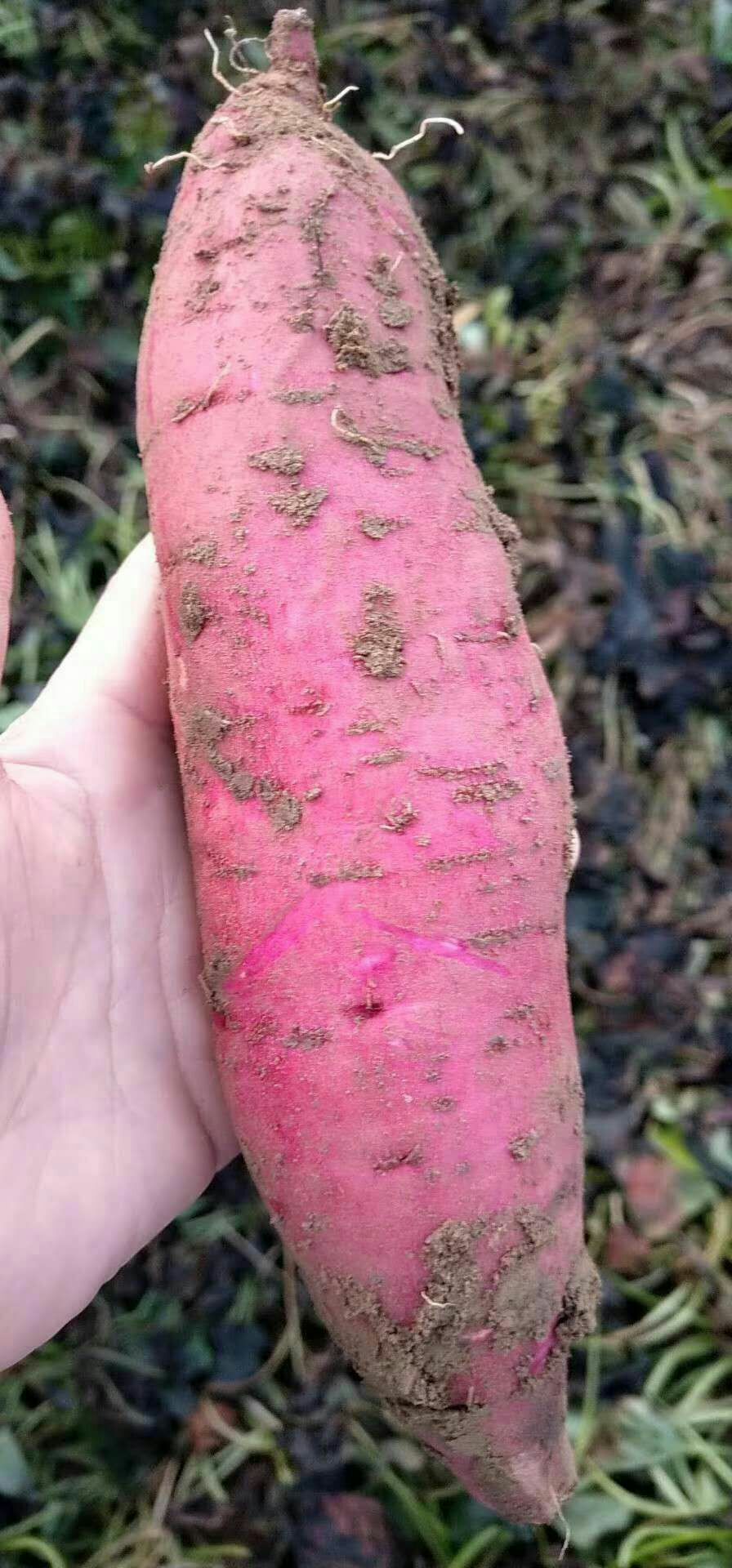 西瓜红红薯 3两以下 红皮