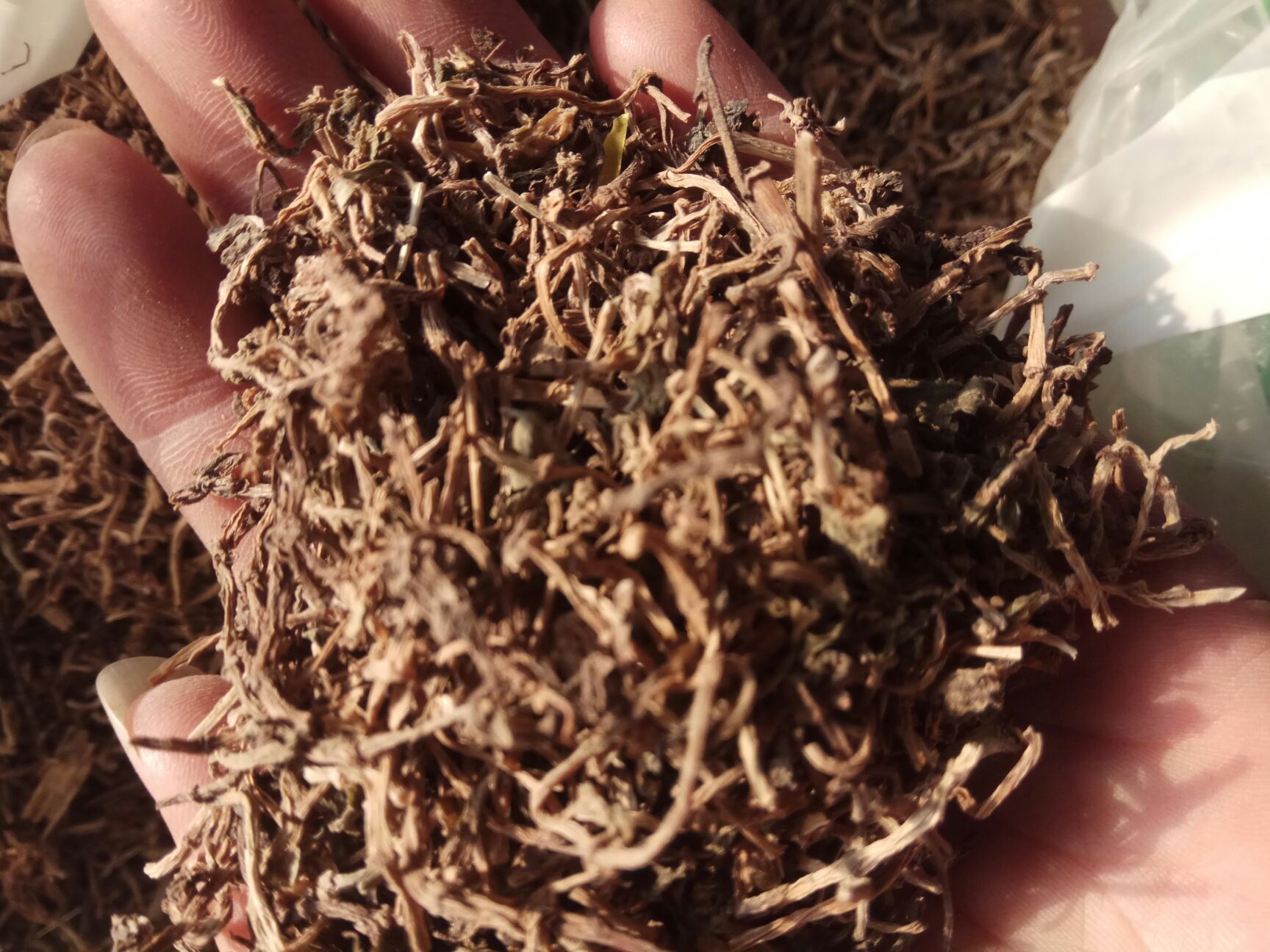 中药材垂盆草 干
