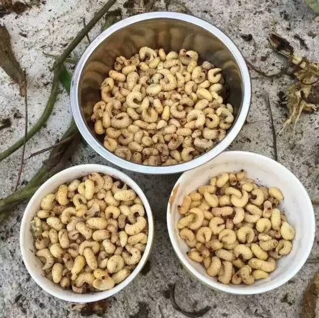 【葛根虫批发】葛根虫 价格200元\/斤 1斤起批