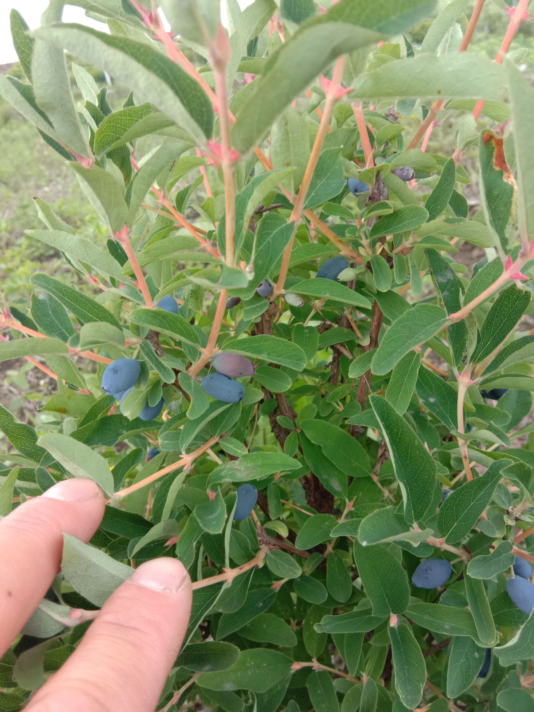 蓝靛果苗 二年苗