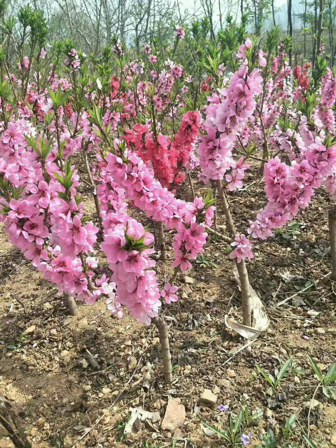 桃梅 基地直销包成活保鲜保湿发货