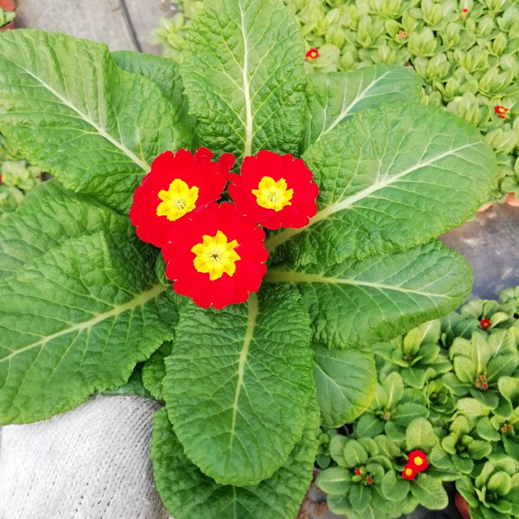 报春花种子