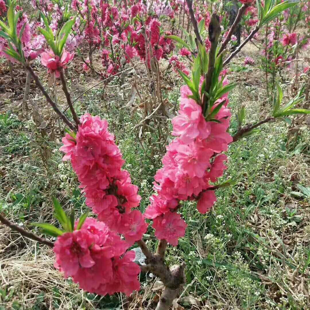 桃梅 基地直销包成活保鲜保湿发货