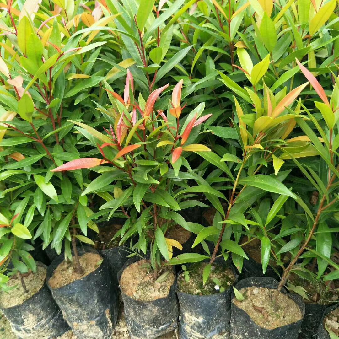 红车 袋苗优质彩叶植物